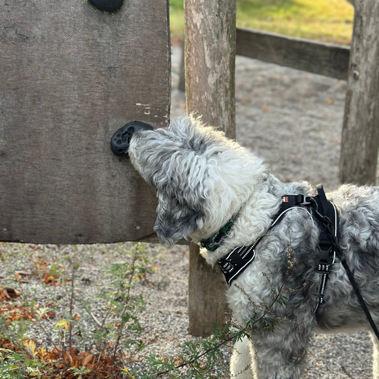 Nose Work – Begynder (Albertslund)